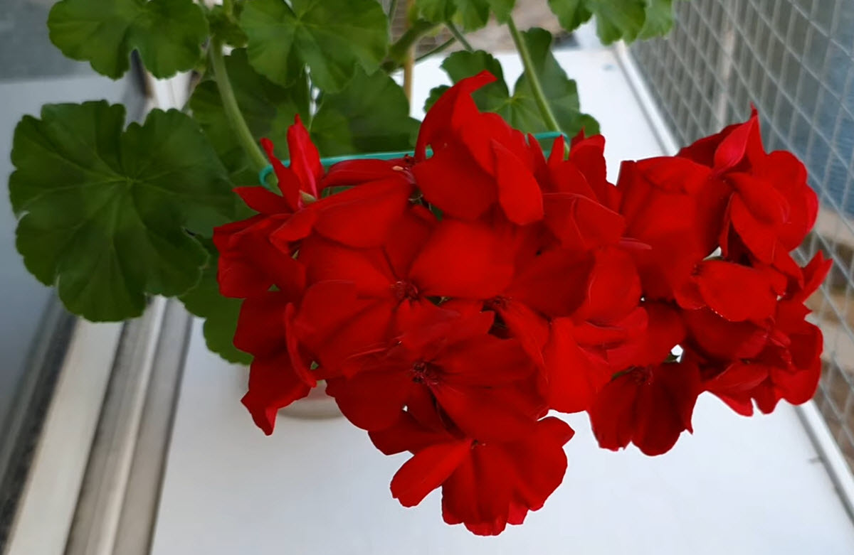 Pelargonium ´Calliope Dark Red´